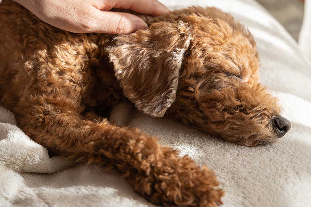 Heilströmen für den Hund