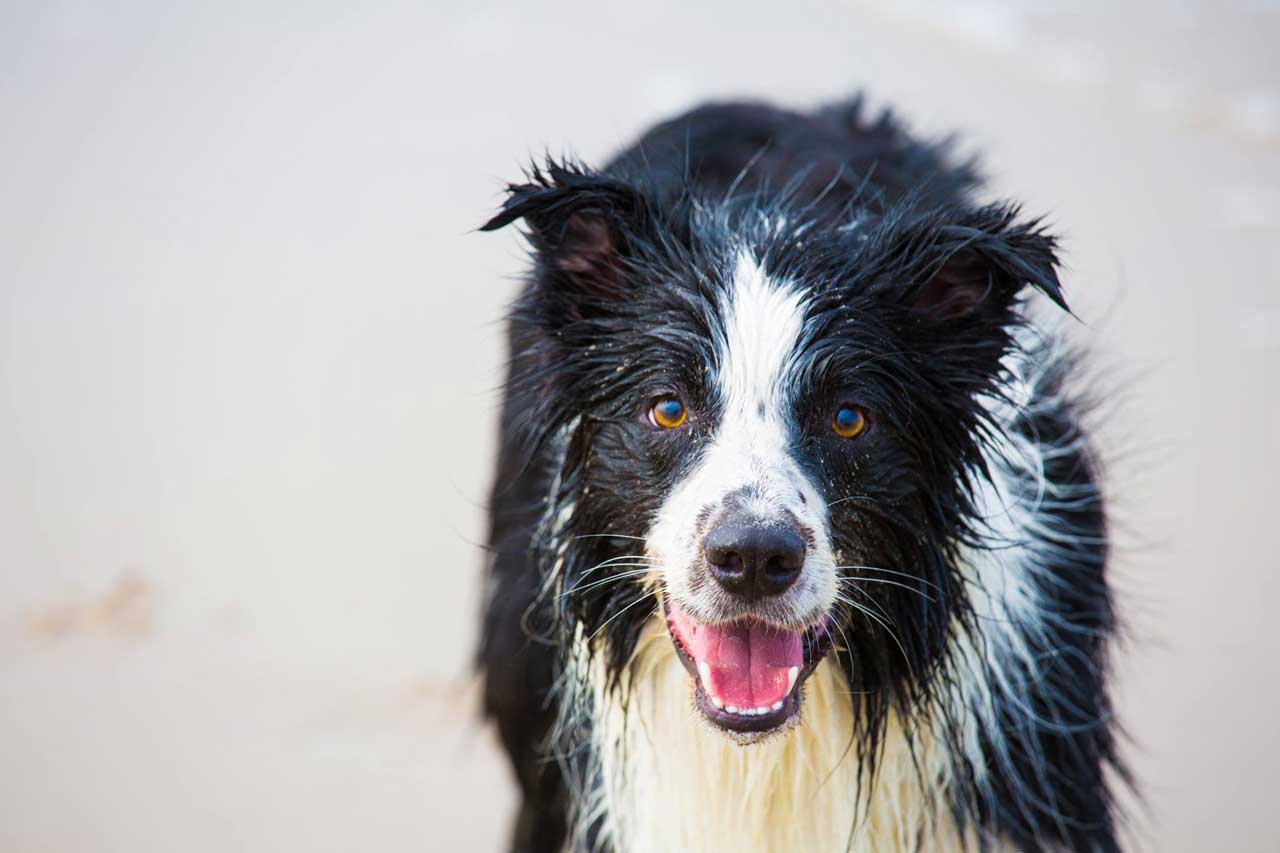 spencer-liebt-das-meer Spencer liebt Strand und Meer