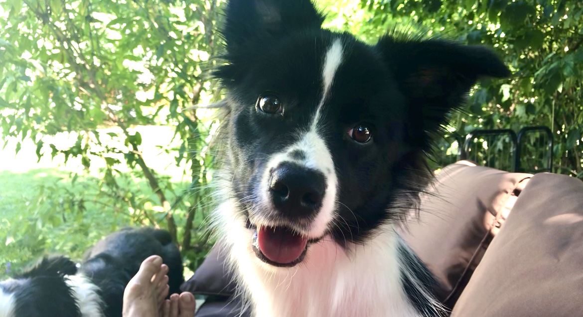 Border Collie