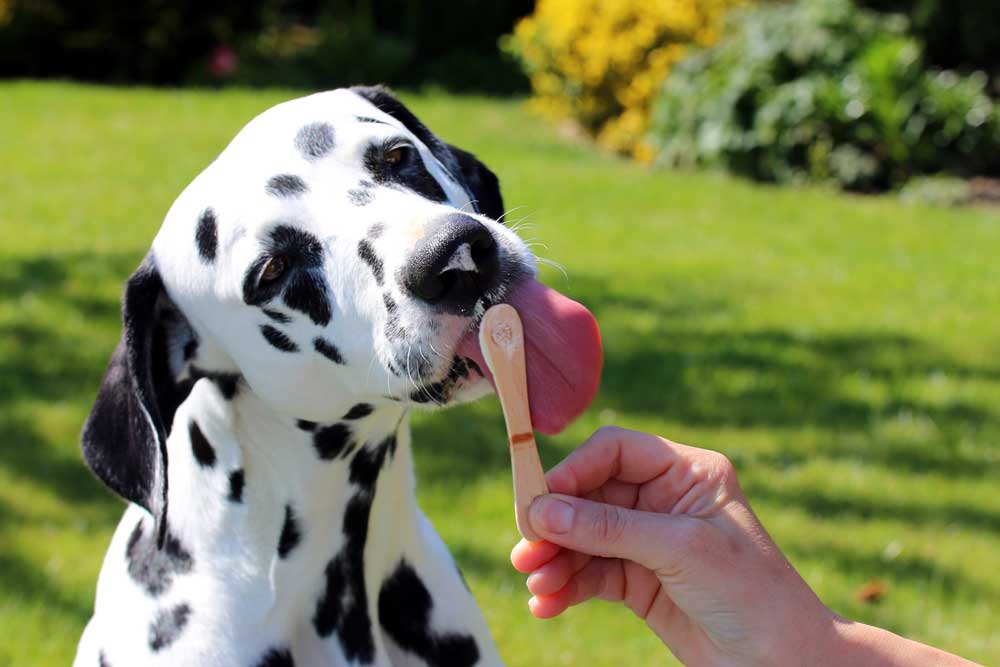 Dalmatiner schleckt Eis