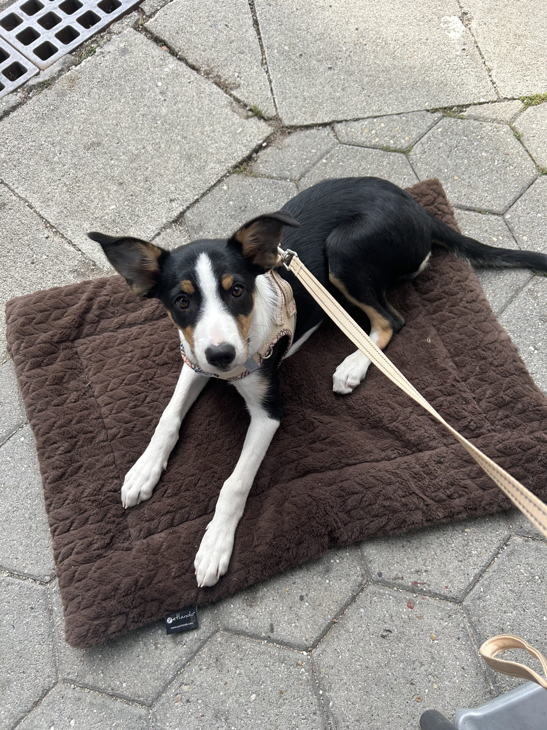 Deckentraining Hund beim Deckentraining